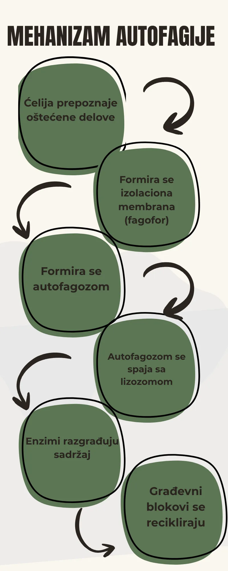 Mehanizam autofagije na ćelijskom nivou